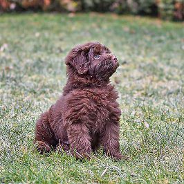 Eddy Kleiner brauner lockiger Welpe im Gras.